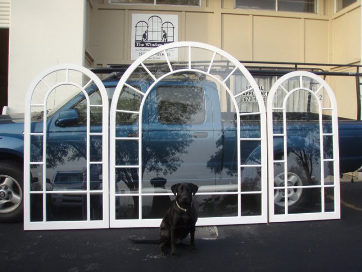 Ella the shop dog